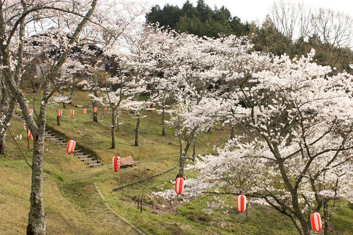 桜山公園のお花見（桜まつり） – 伊賀上野観光協会