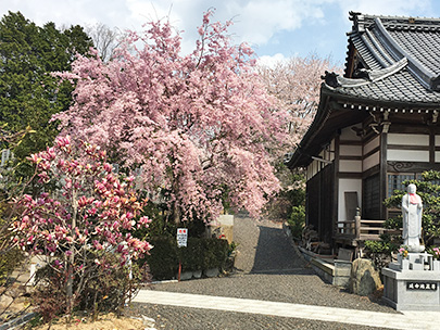 長楽寺の桜