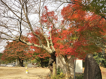 永保寺のモミジ紅葉