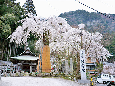 菩提しだれ桜