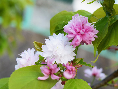 花垣の八重桜