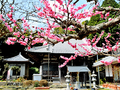 宝厳寺の桃花