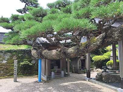 滝仙寺の松