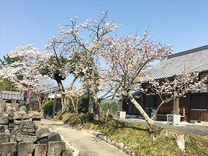 青雲寺の桜